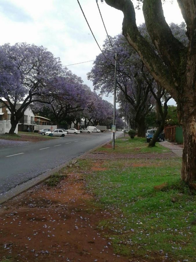 Tamina Shah 18 October That's in Laudium, Emerald Street. Unfortunately the purple colour in this pic doesn't seem to be very vivid but go there and check it out on your own. More than 500 m up the road only Jacaranda trees