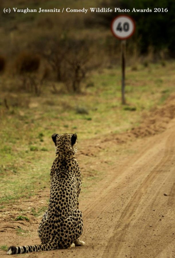 cheetah