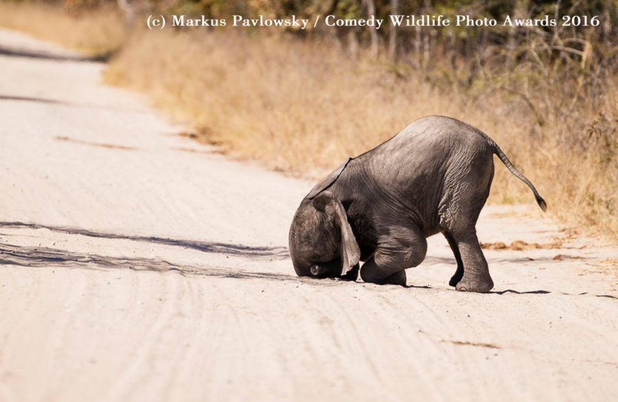 elephant