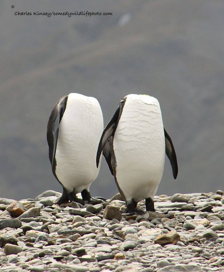 penguins