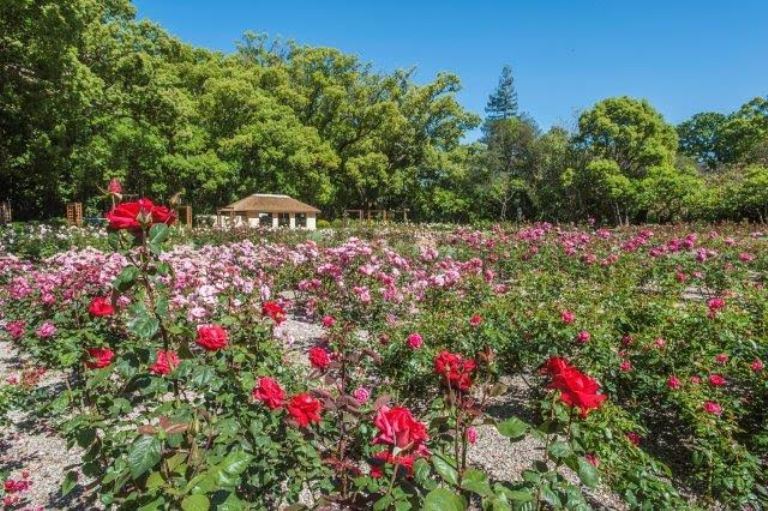 vergelegen-gardens-south-africa