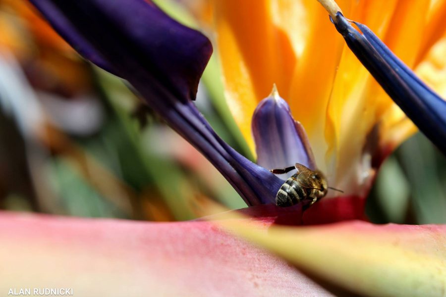 bee-with-purple-flower