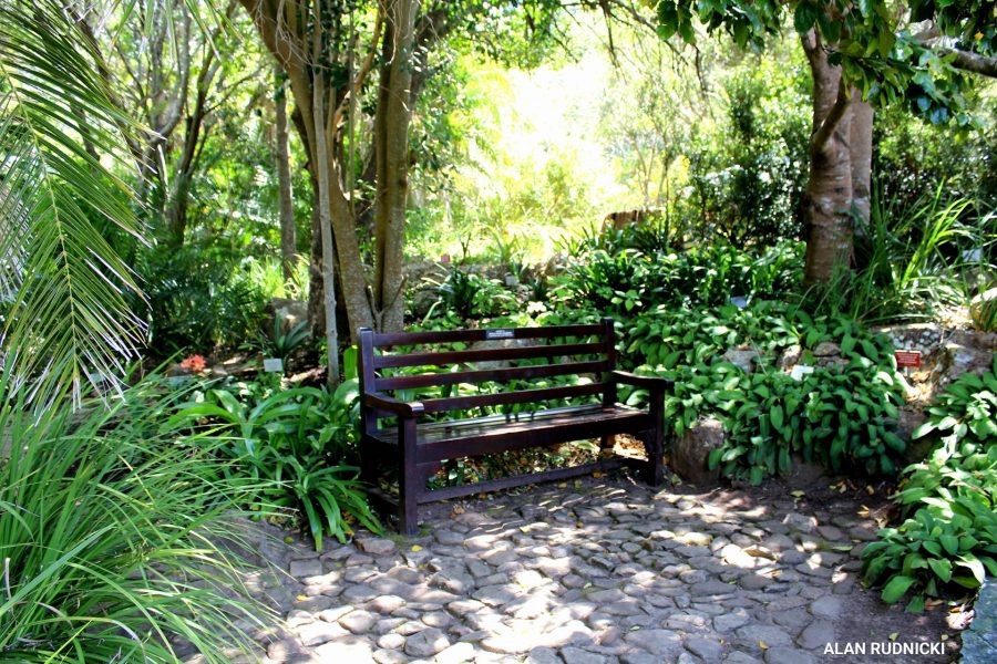 bench-in-kirstenbsoch-gardens