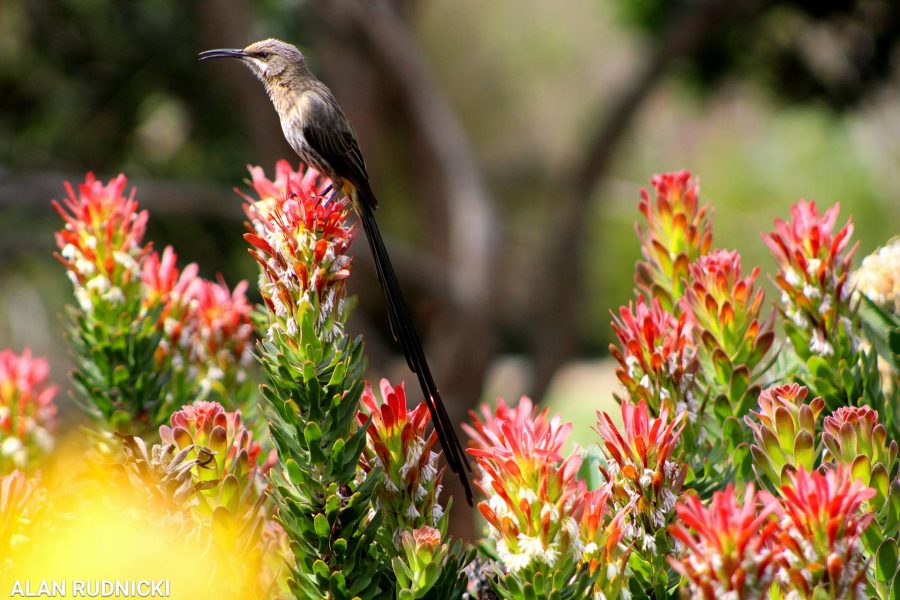 bird-with-red-flowers