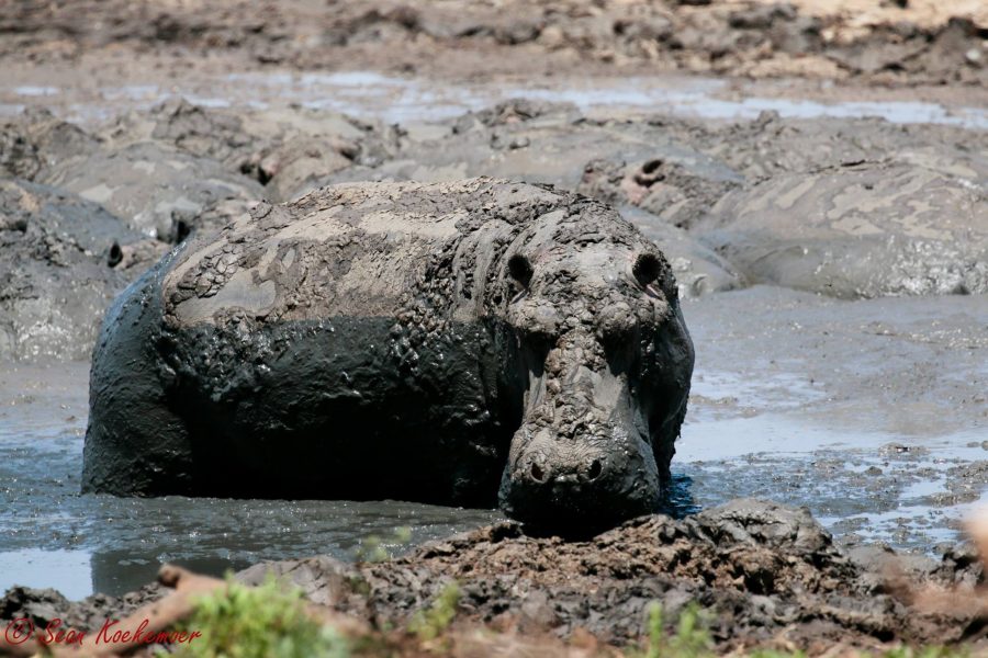hippos-in-mud4
