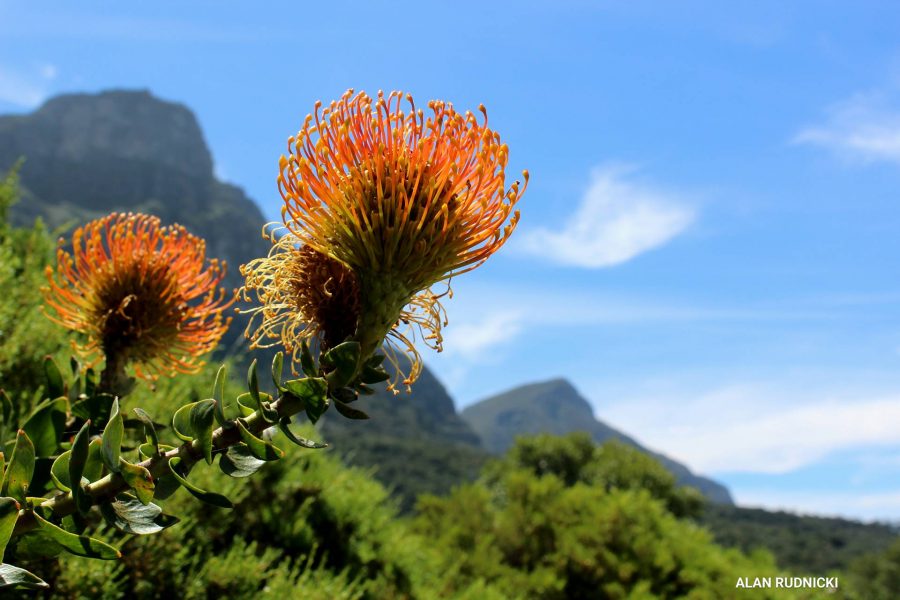 pin-cushions-with-western-cape-view2