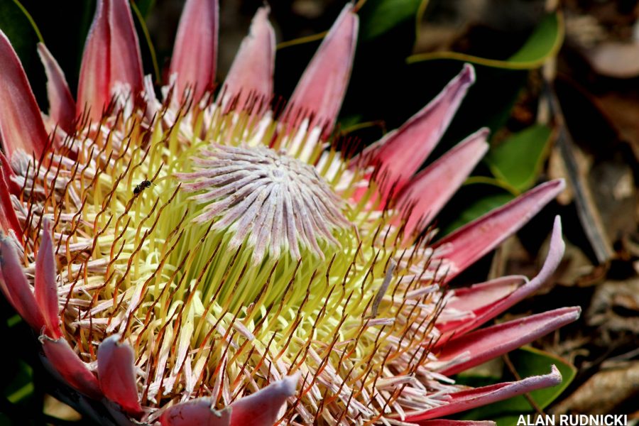 protea-flower-close-up