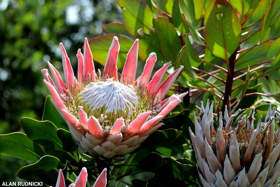 protea-flower-close-up-further2