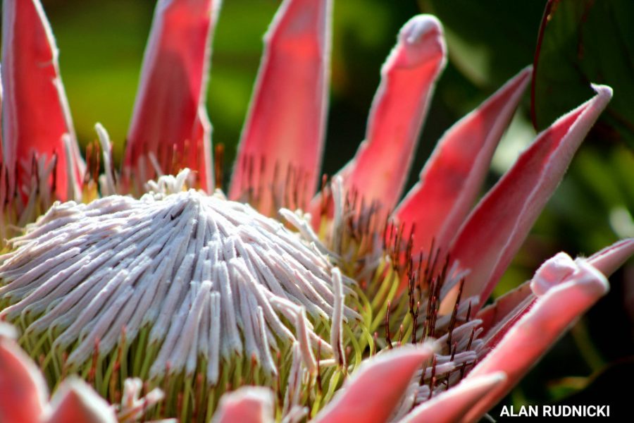 protea-flower-close-up2