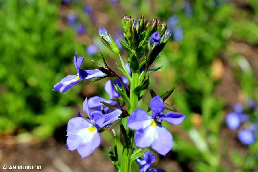 purple-flowers-6