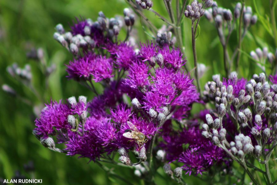purple-flowers3