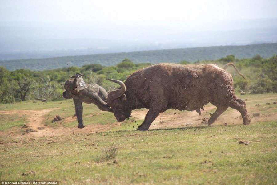 buffalo-and-elephant