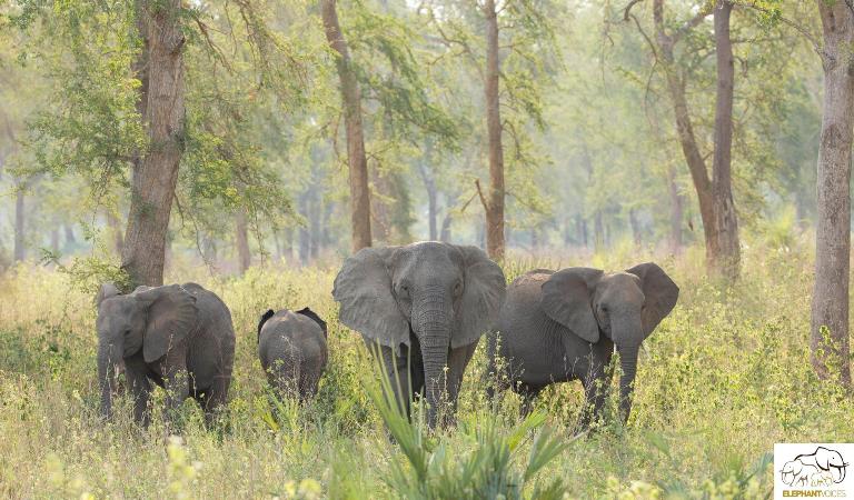 elephants-south-africa