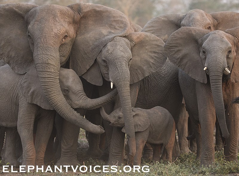 elephants-south-africa