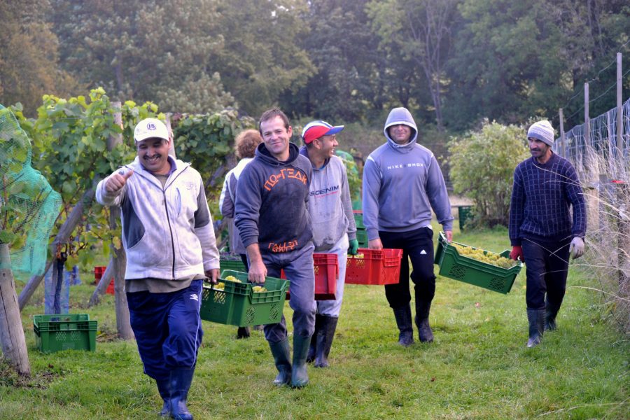 Surrey community help with the grape harvest at High Clandon