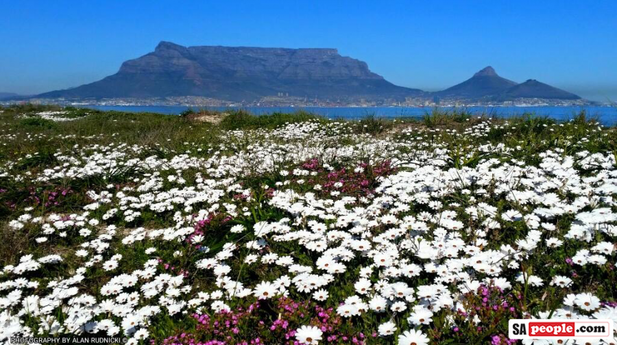 table-mountain-flowers