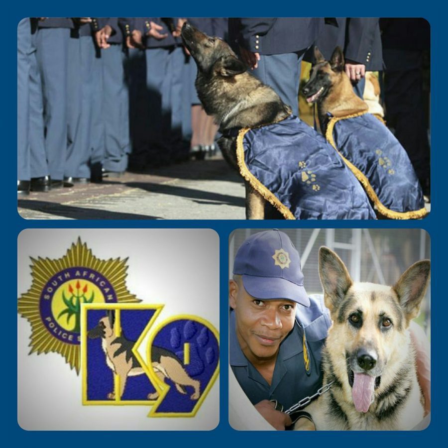 police-dogs-saps