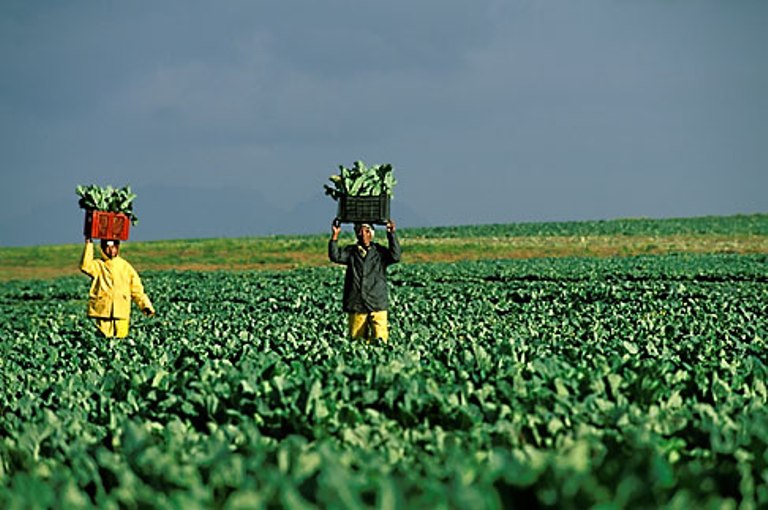farming-south-africa