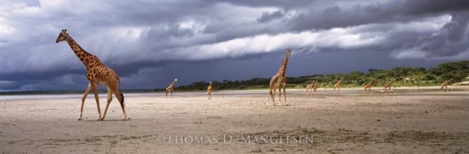 mangelsen-rainwalk-670x220