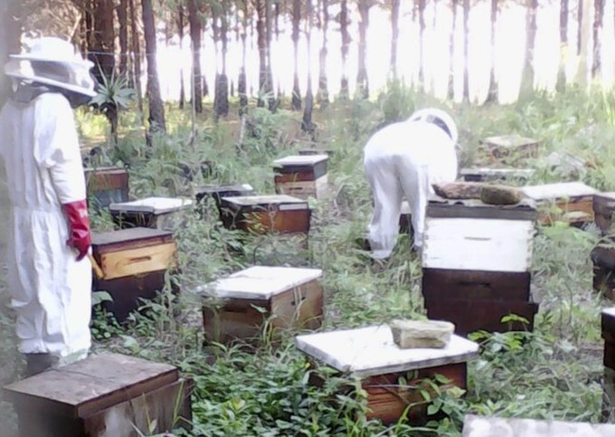 mthatha beekeeper