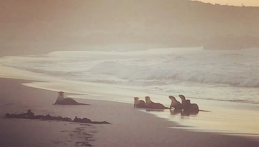 Cape Otters Onrus Beach