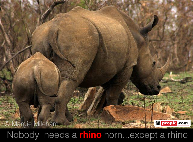 ranger arrests five rhino poachers in kruger national park