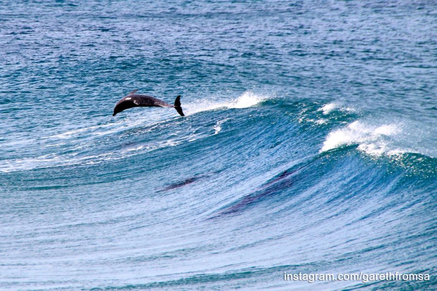 dolphins morgan bay 