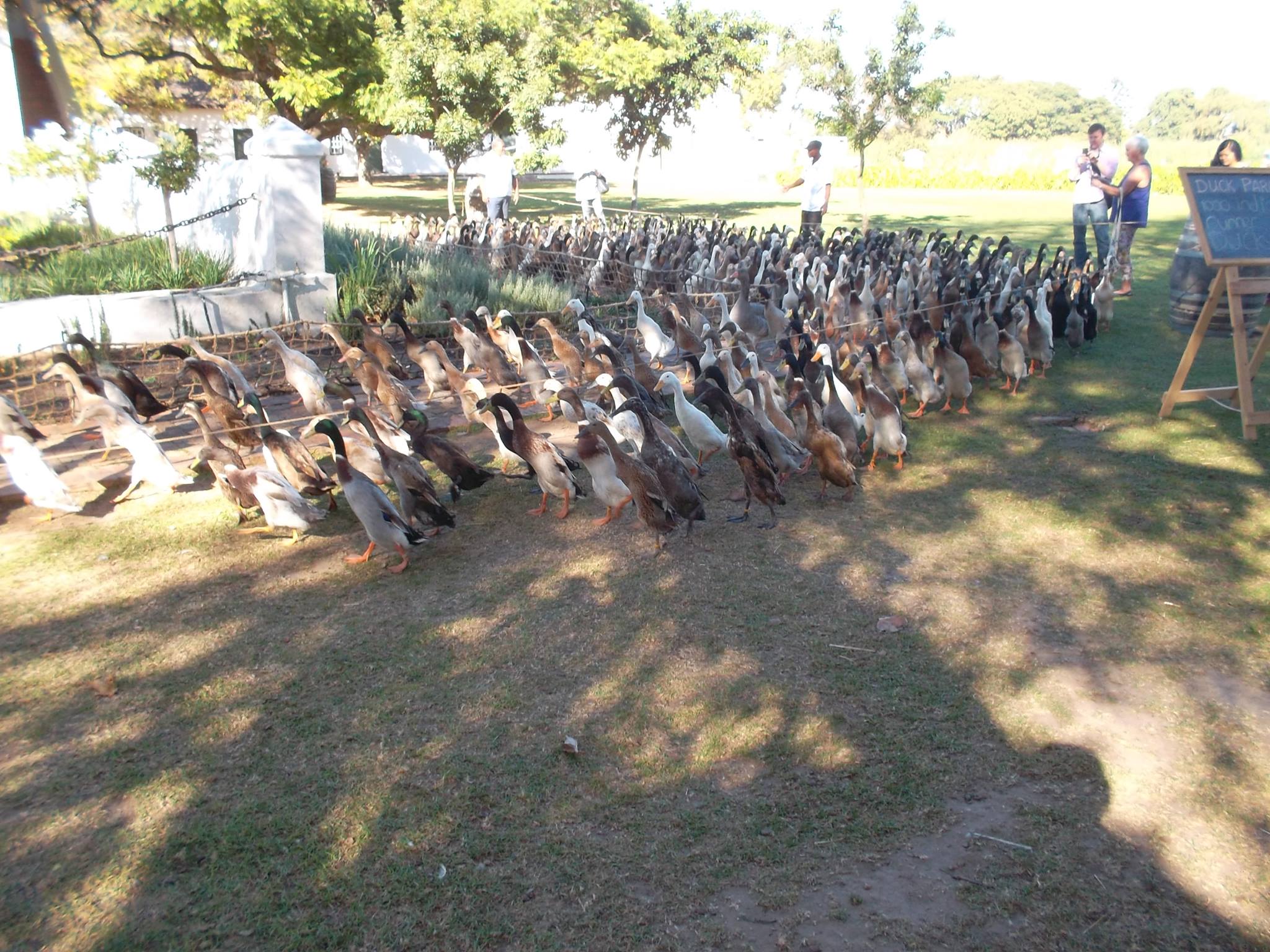 Watch South Africa's Famous Duck Parade at Vergenoegd SA People