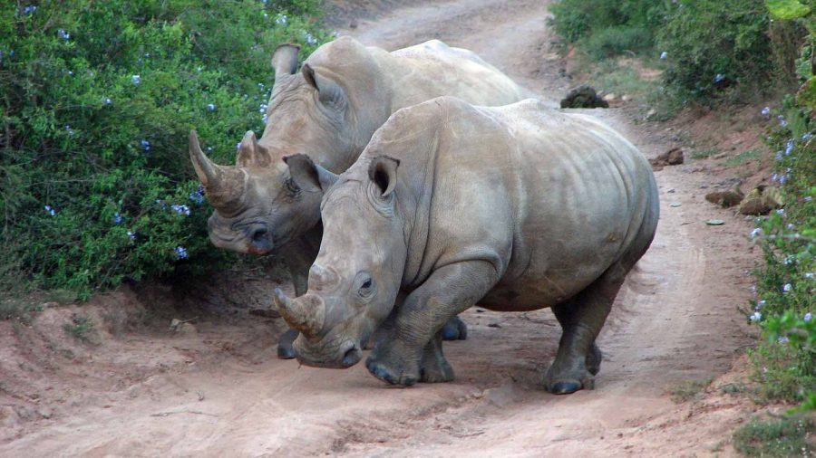 5 Years on and Still no Return of Rhinos to Polokwane Game Reserve