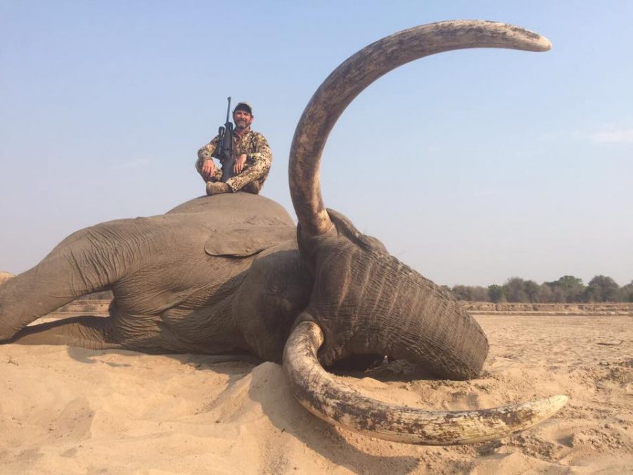 iconic elephant shot and killed zambia2