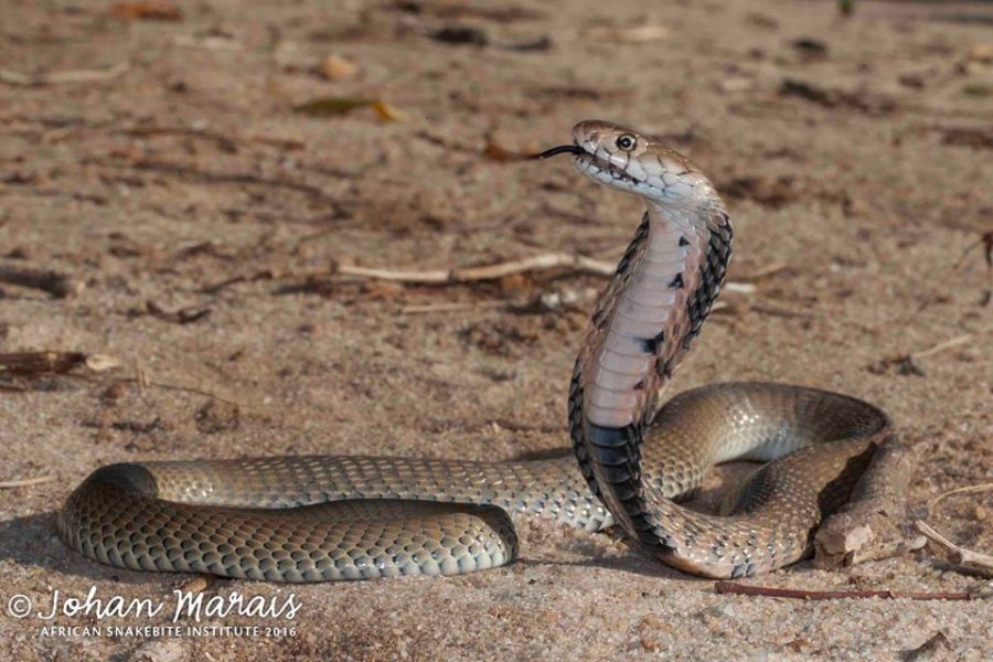 How to become a snake catcher in South Africa? - African Snakebite Institute