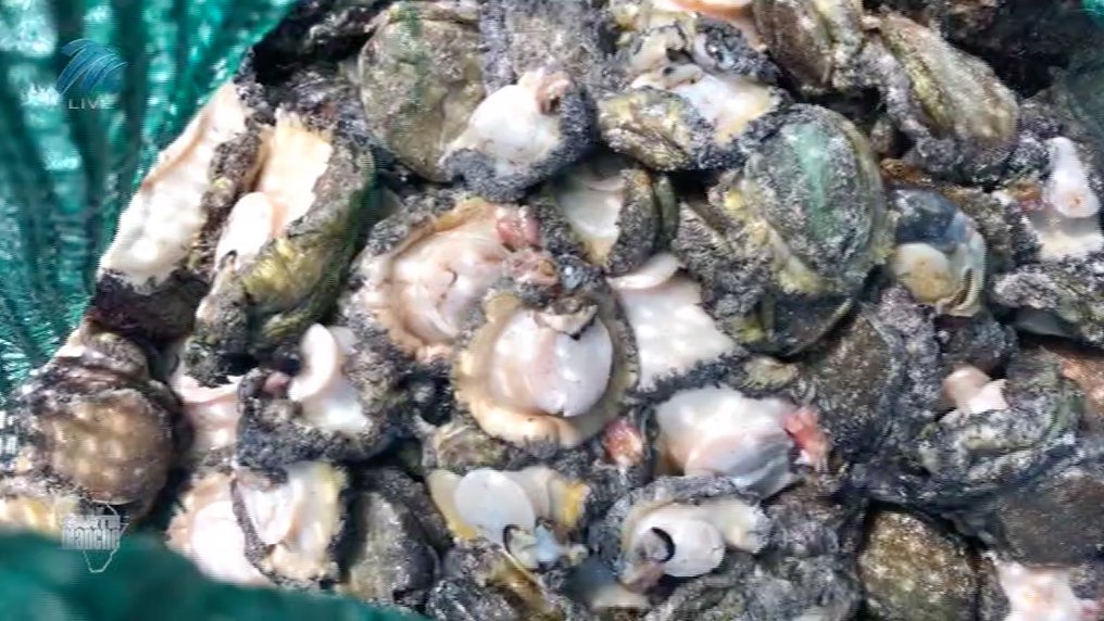 abalone poaching suspects arrested south africa