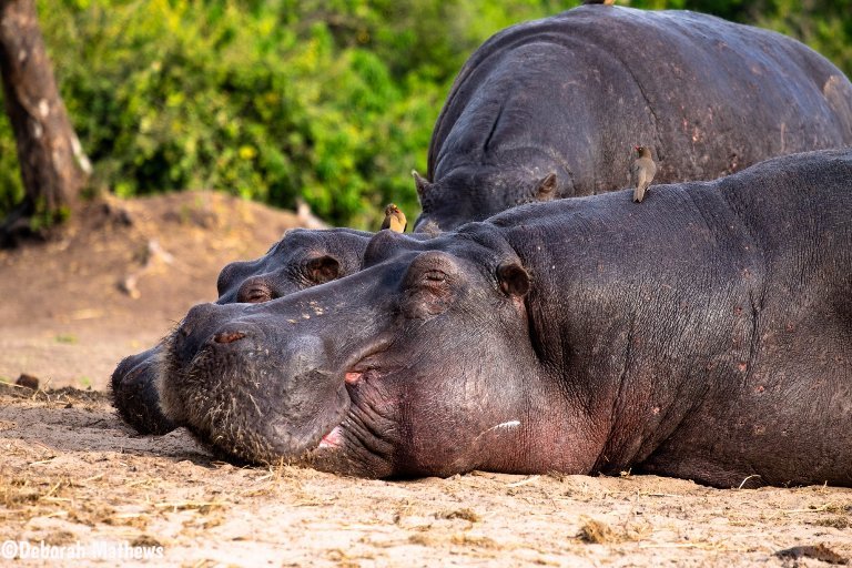 hippo Kruger Park