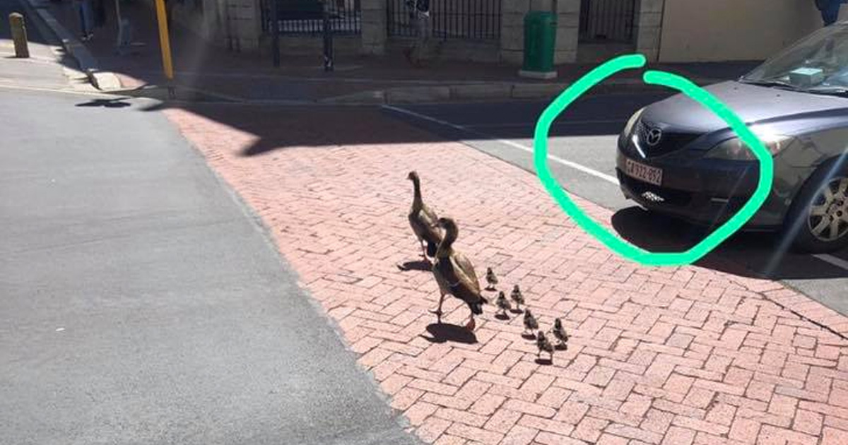Family of ducklings crossing the road in Cape Town.
