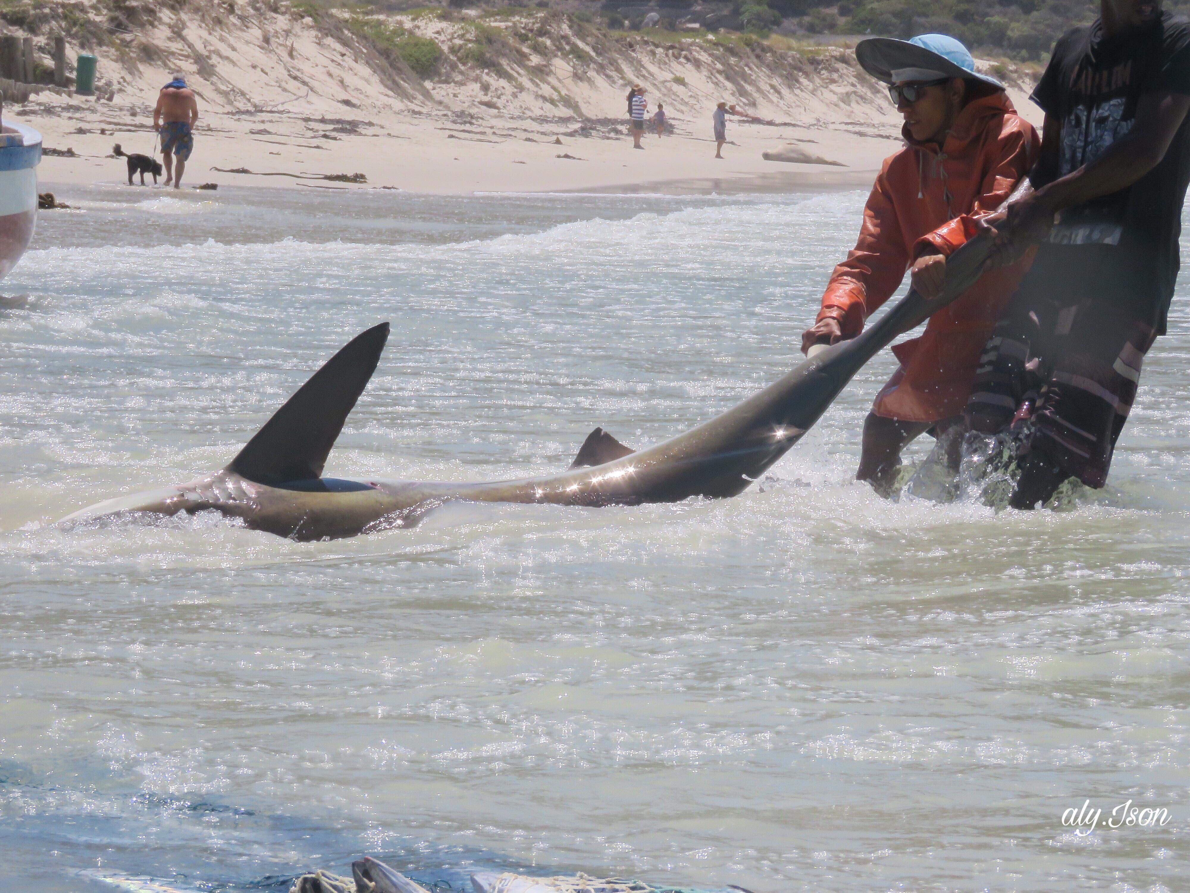 WATCH Bronze Whaler Shark Caught in Fish Hoek Fishing Nets and Set Free