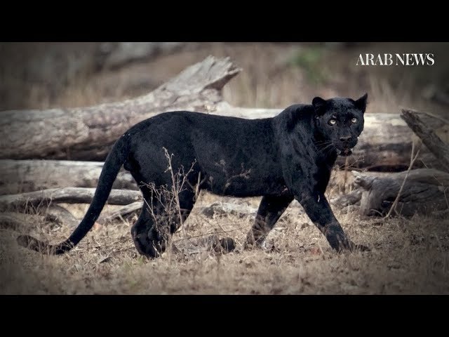 1st Verified Record of Rare 'Black Panther' in Africa in Almost a
