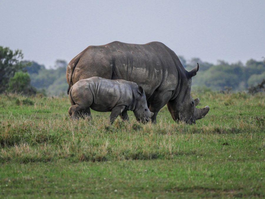 rhino stock photo. Source: Pixabay