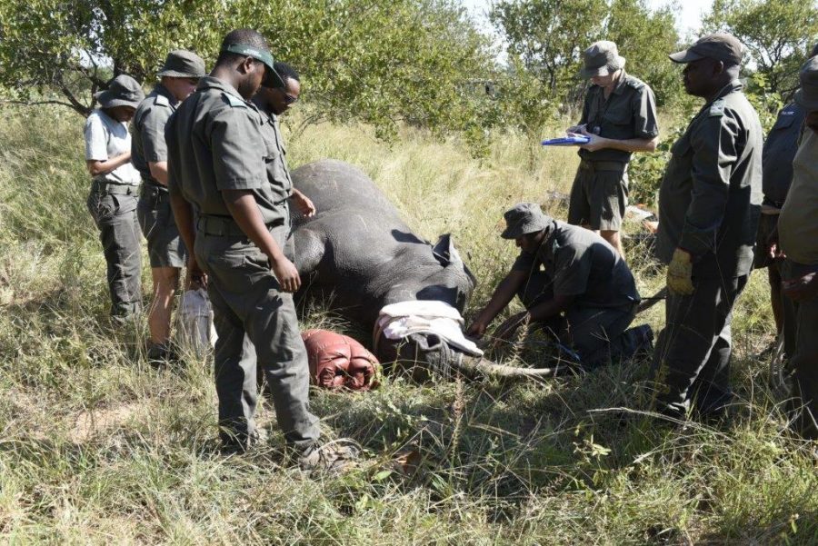 rhino dehorning kruger national park