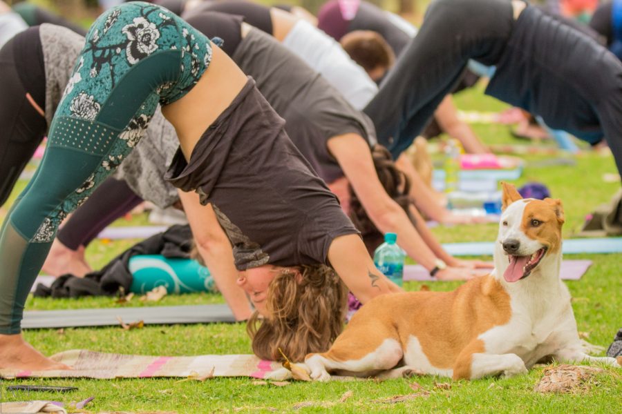 Downward dog yoga with homeless dogs in south africa