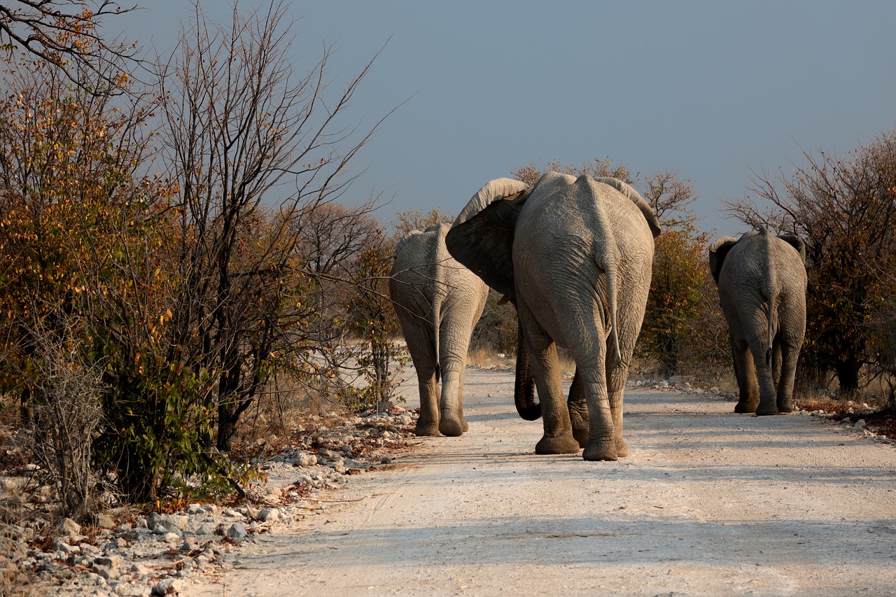 botswana elephant drought