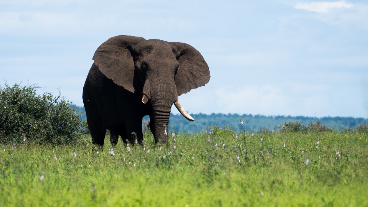 kruger national park elephant poachers arrested