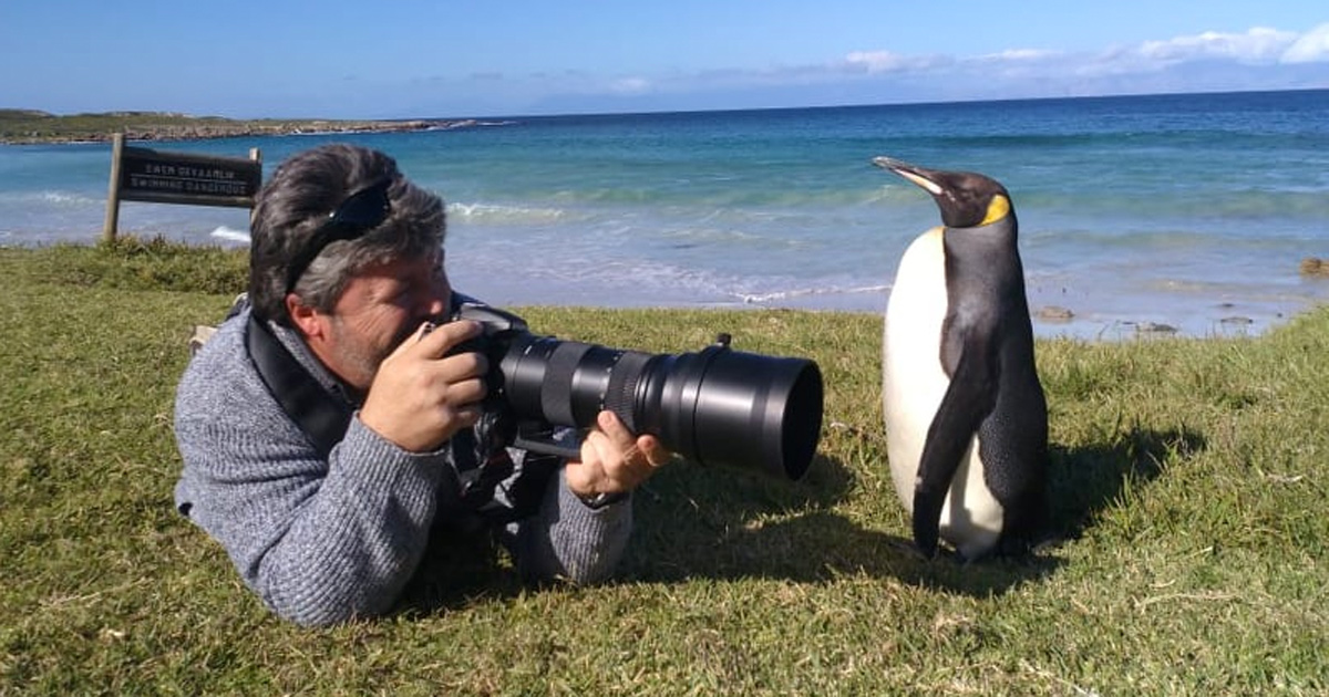 king-penguin-cape-point--photographer-w2south-africa-2