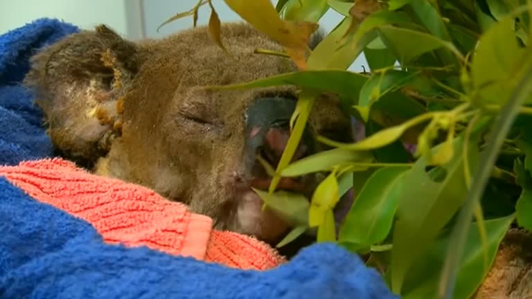 Lewis the koala euthanized after Australian bushfire rescue