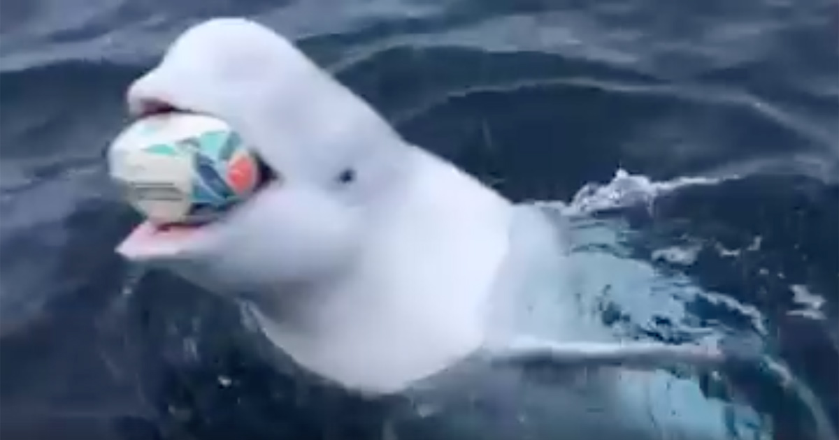 beluga-whale-plays-rugby-ball-bok-victory