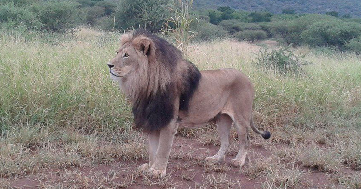 lion-tau-south-africa