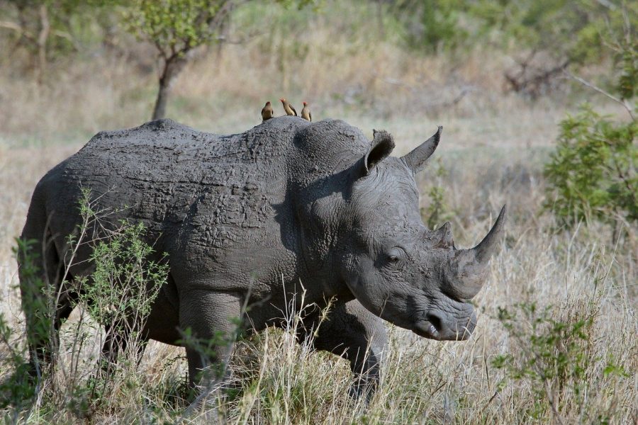 100 rhino horn seized south africa, poachers