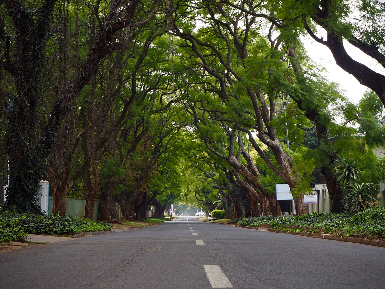 south africa joburg green shoots trees