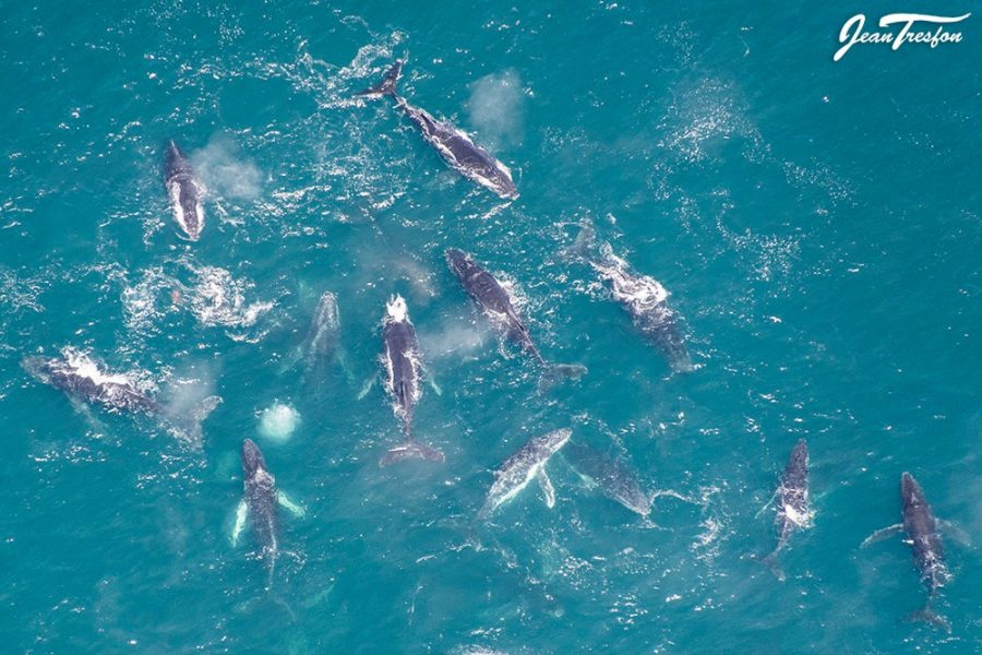 hundreds of whales south africa