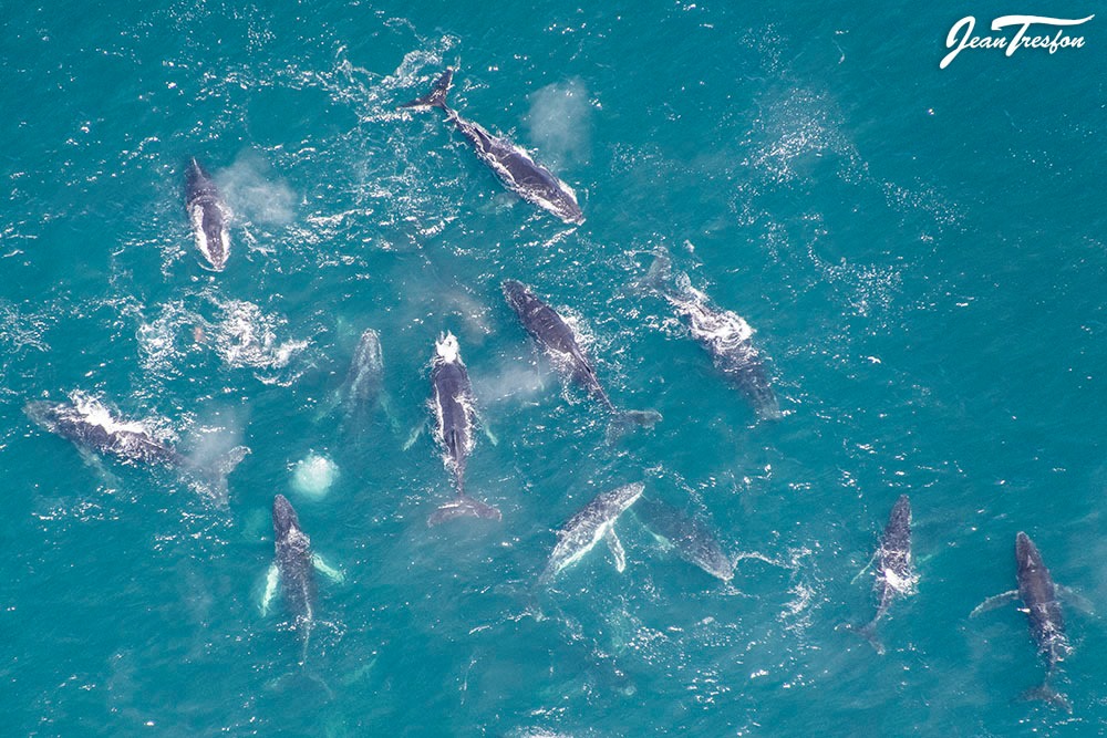 hundreds of whales south africa