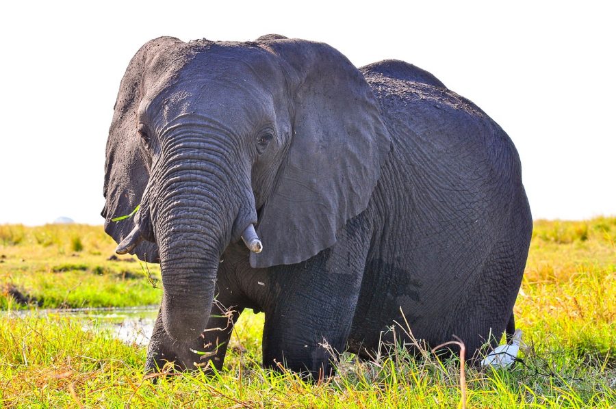 elehant killed botswana